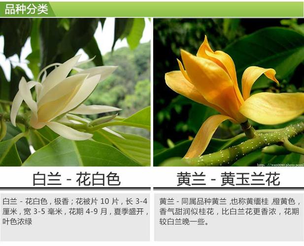 盆栽黄果兰怎么养才好?-第3张图片-吾爱花网 盆栽黄果兰怎么养才好?-第3张图片-吾爱花网