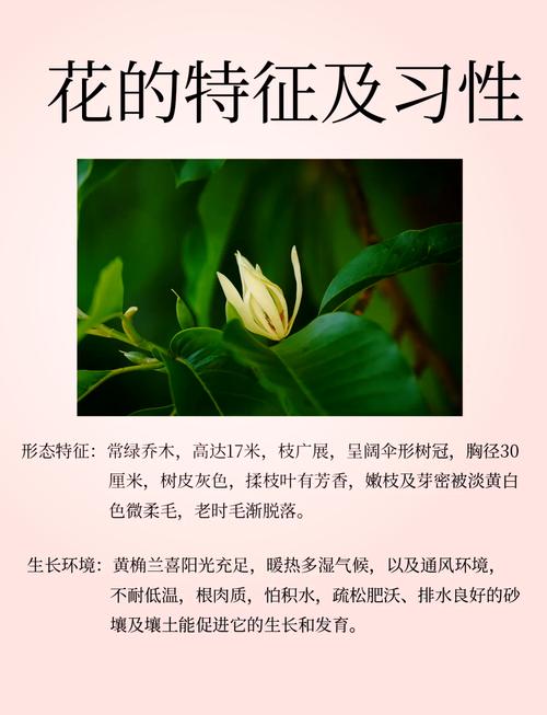 盆栽黄果兰怎么养才好?-第1张图片-吾爱花网 盆栽黄果兰怎么养才好?-第1张图片-吾爱花网