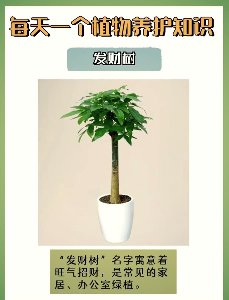 发财水培最佳时间是什么时候?-第1张图片-吾爱花网 发财水培最佳时间是什么时候?-第1张图片-吾爱花网