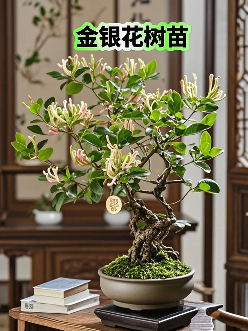 哪种盆栽金银花适合泡茶?-第1张图片-吾爱花网 哪种盆栽金银花适合泡茶?-第1张图片-吾爱花网
