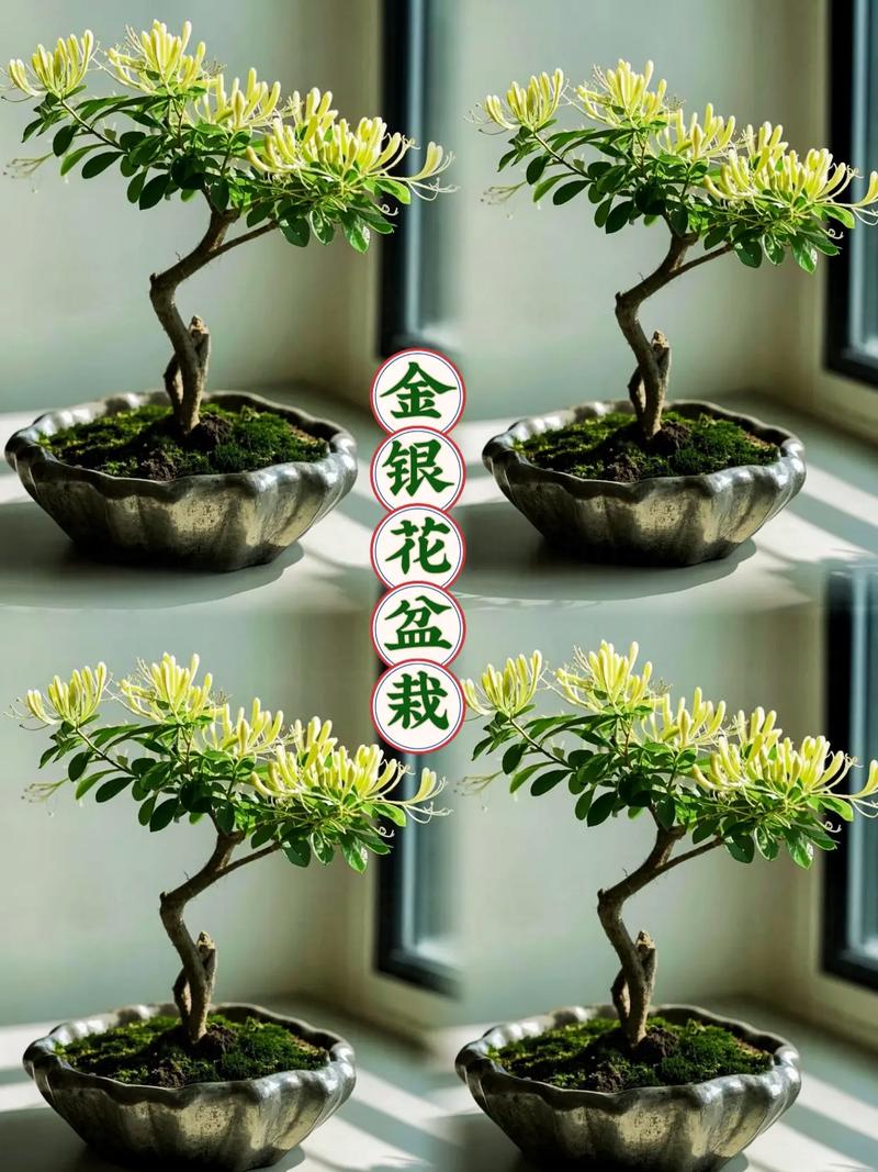 哪种盆栽金银花适合泡茶？-第2张图片-吾爱花网