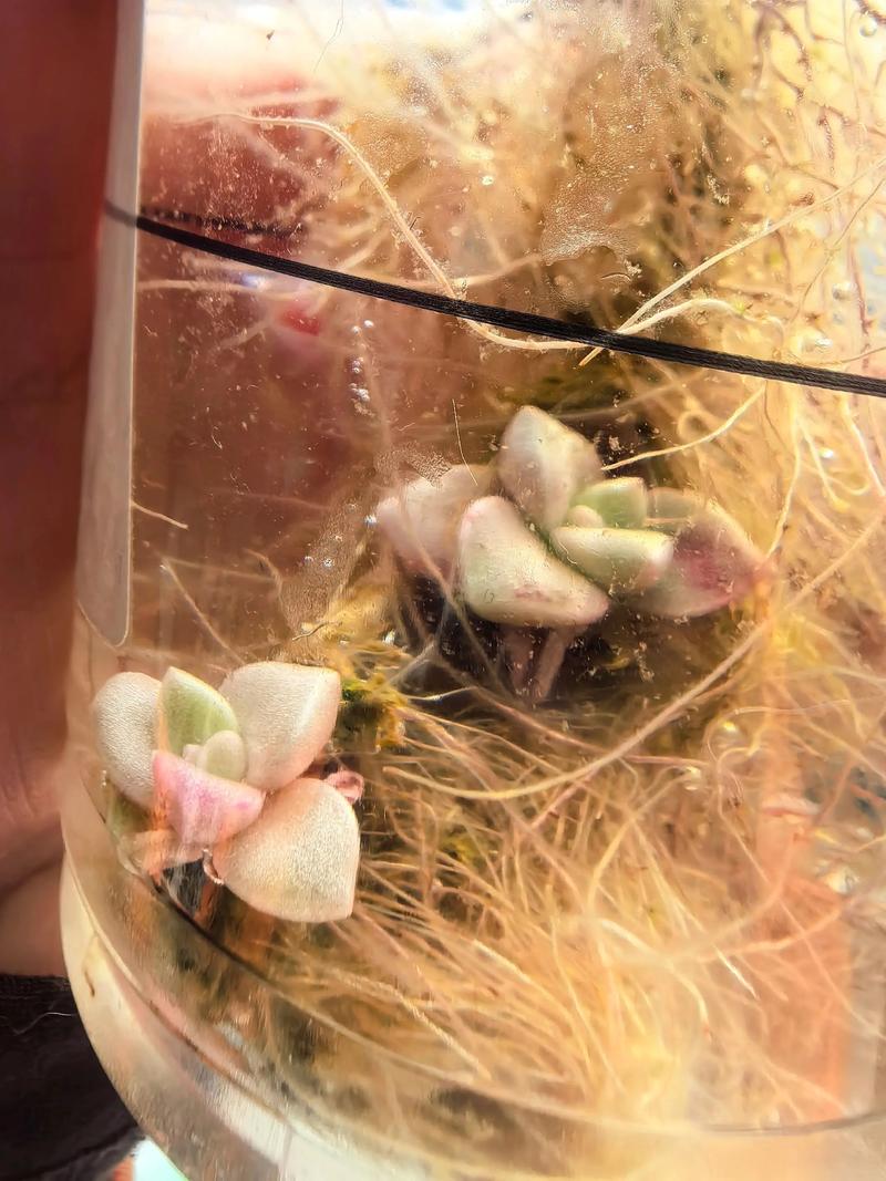 多肉水里能发芽吗?-第1张图片-吾爱花网 多肉水里能发芽吗?-第1张图片-吾爱花网