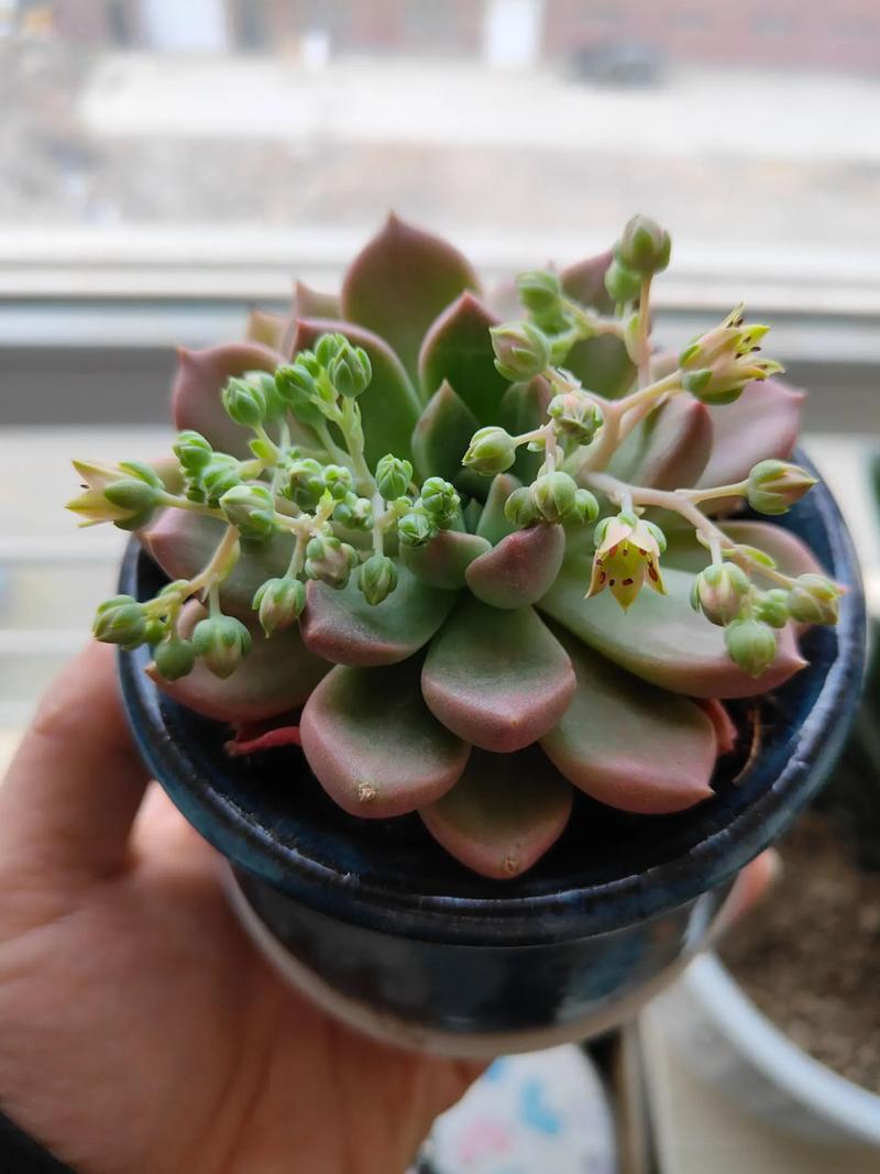 多肉开花必死？真相究竟是什么？-第2张图片-吾爱花网