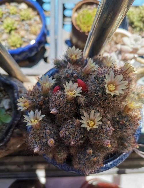 多肉开花必死？真相究竟是什么？-第3张图片-吾爱花网