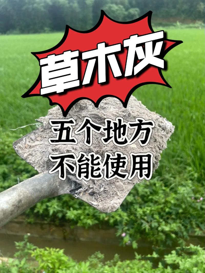 草本灰适合盆栽吗？-第2张图片-吾爱花网