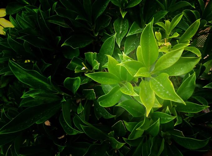 草本灰适合盆栽吗？-第3张图片-吾爱花网