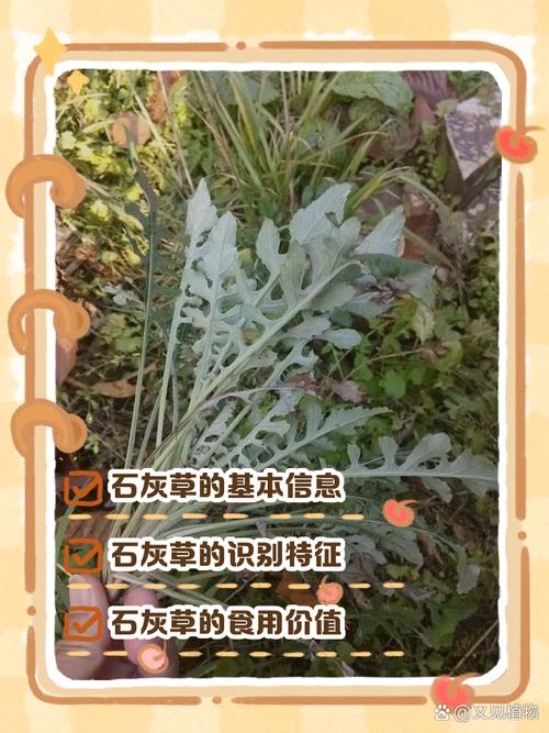 草本灰适合盆栽吗？-第1张图片-吾爱花网