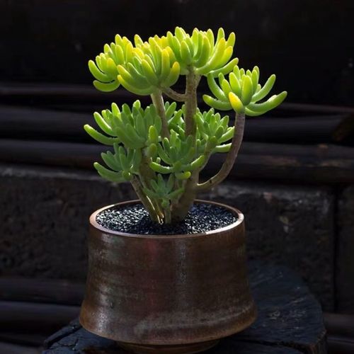 多肉八千代有哪些功效？-第1张图片-吾爱花网