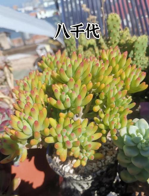 多肉八千代有哪些功效？-第2张图片-吾爱花网