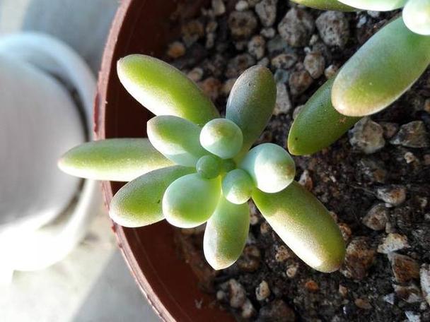 多肉八千代有哪些功效？-第3张图片-吾爱花网