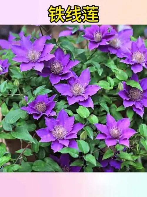 盆栽铁线莲选多大盆合适？-第1张图片-吾爱花网