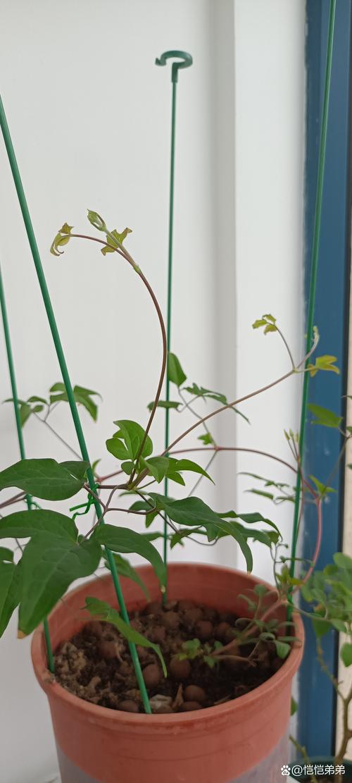 盆栽铁线莲选多大盆合适？-第2张图片-吾爱花网