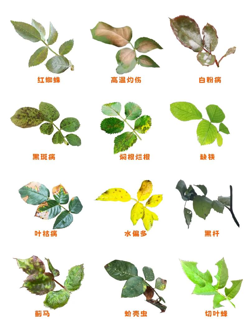 哪些盆栽最易遭虫害侵袭?-第2张图片-吾爱花网 哪些盆栽最易遭虫害侵袭?-第2张图片-吾爱花网