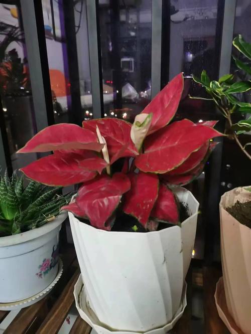 细长花盆开红花,是什么植物?-第1张图片-吾爱花网 细长花盆开红花,是什么植物?-第1张图片-吾爱花网