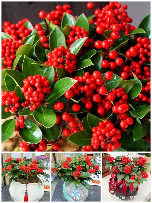 细长花盆开红花,是什么植物?-第3张图片-吾爱花网 细长花盆开红花,是什么植物?-第3张图片-吾爱花网