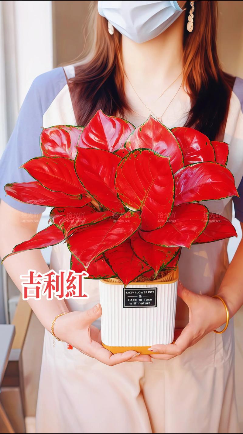 细长花盆开红花,是什么植物?-第2张图片-吾爱花网 细长花盆开红花,是什么植物?-第2张图片-吾爱花网