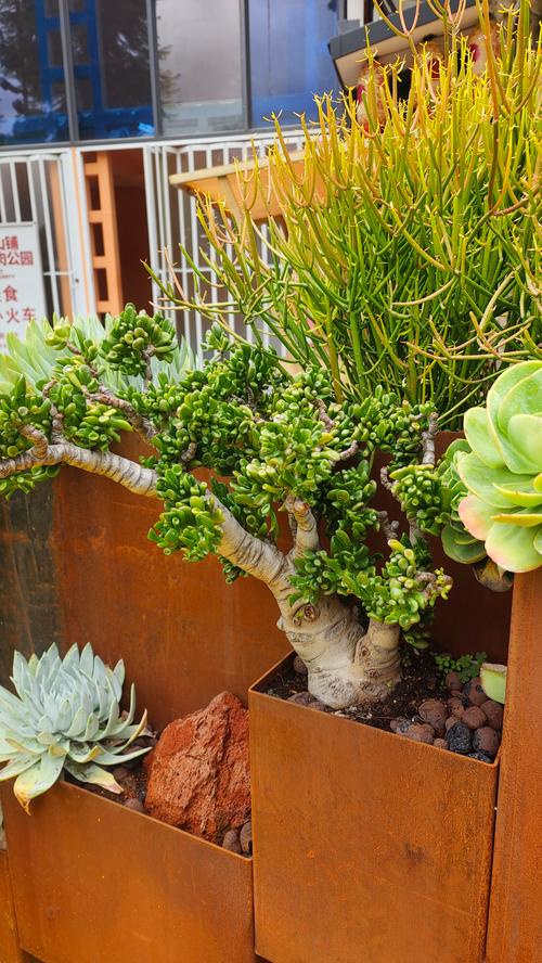 多肉盆景论坛如何激活市场新活力？-第2张图片-吾爱花网
