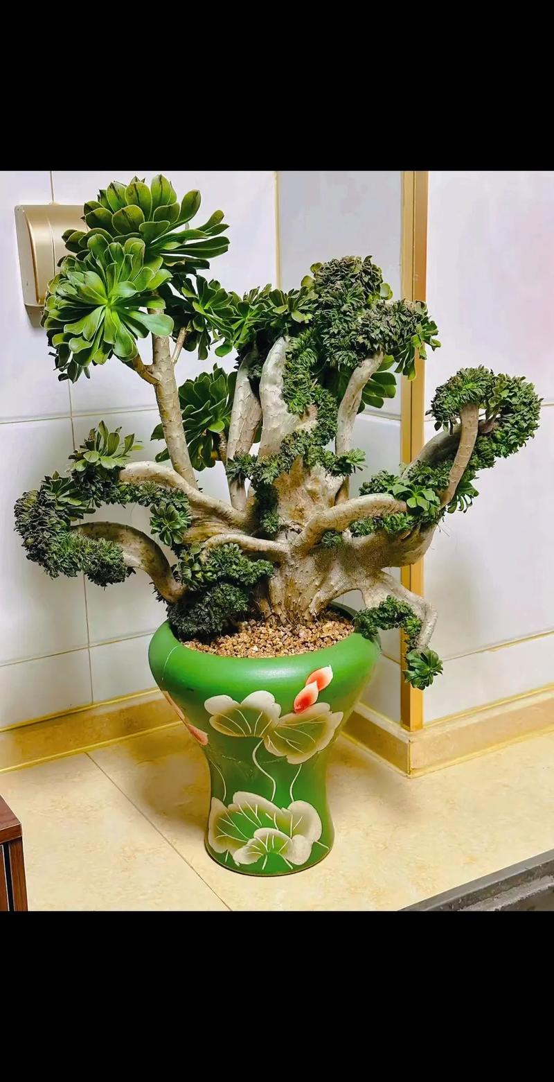 多肉盆景论坛如何激活市场新活力？-第1张图片-吾爱花网