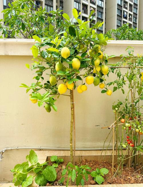 柠檬树盆栽温度多少合适？-第1张图片-吾爱花网