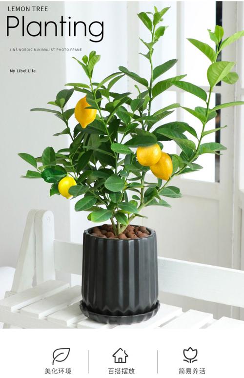 柠檬树盆栽温度多少合适？-第2张图片-吾爱花网