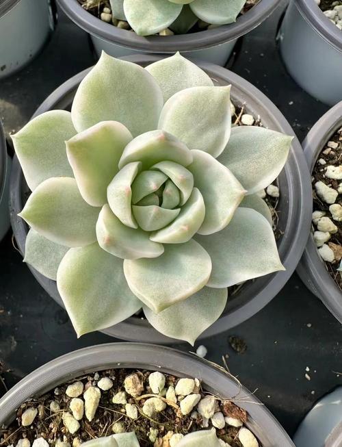 多肉白牡丹夏季会休眠吗？-第1张图片-吾爱花网