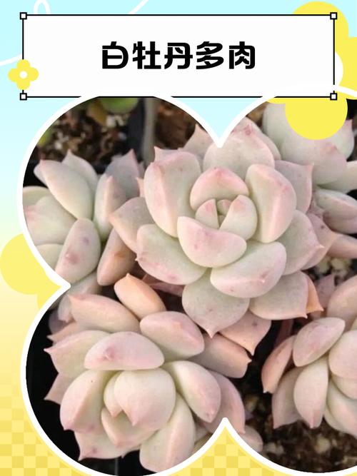 多肉白牡丹夏季会休眠吗？-第2张图片-吾爱花网