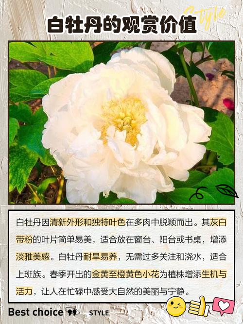 多肉白牡丹夏季会休眠吗？-第3张图片-吾爱花网