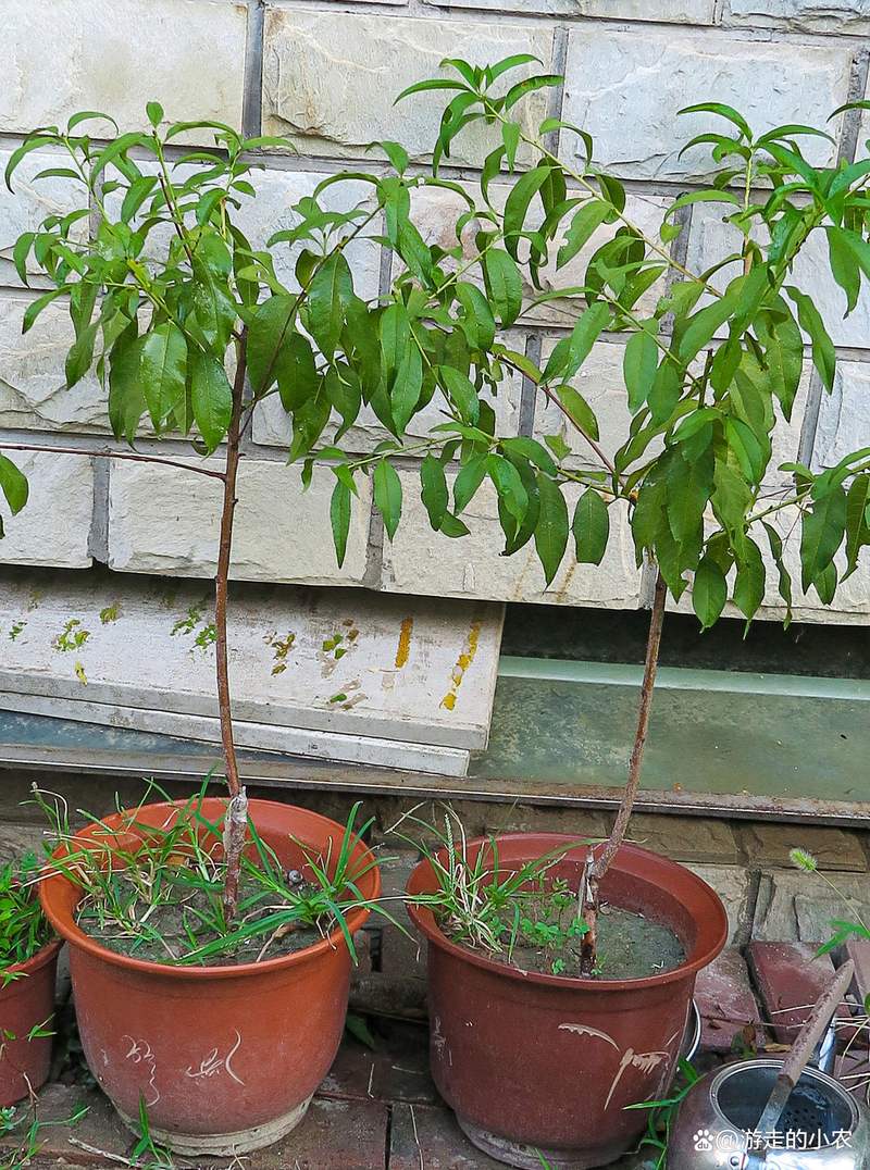 盆栽桃树为何不开花？-第2张图片-吾爱花网