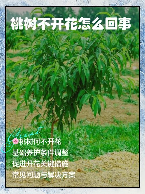 盆栽桃树为何不开花？-第1张图片-吾爱花网