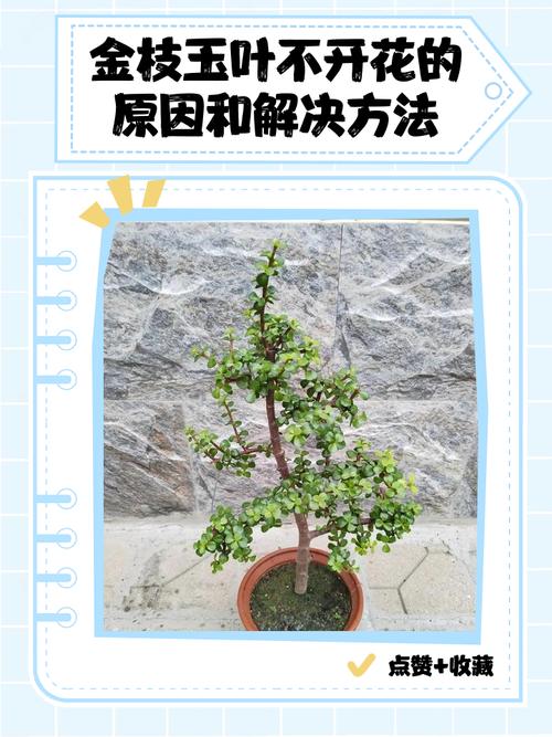 盆栽桃树为何不开花？-第3张图片-吾爱花网