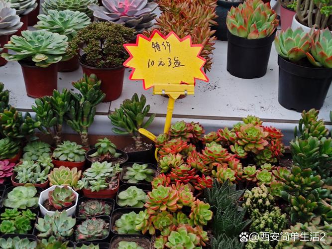 超市能买到小型盆栽吗？-第2张图片-吾爱花网