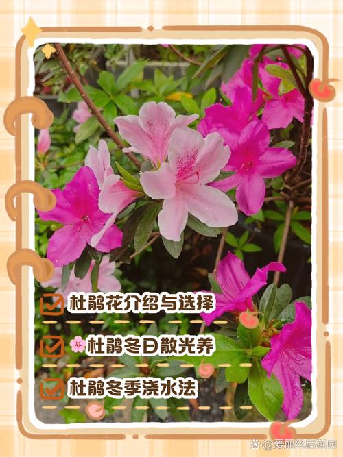 盆栽杜鹃花怎么养？视频教你养护技巧-第1张图片-吾爱花网