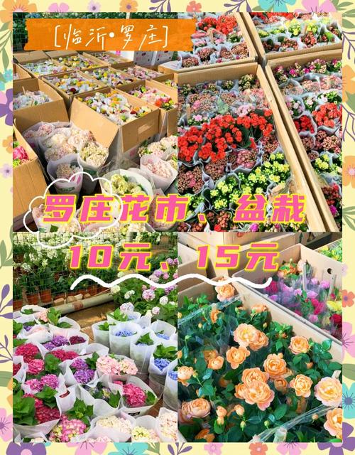 室内简易盆栽花卉市场前景如何？-第3张图片-吾爱花网