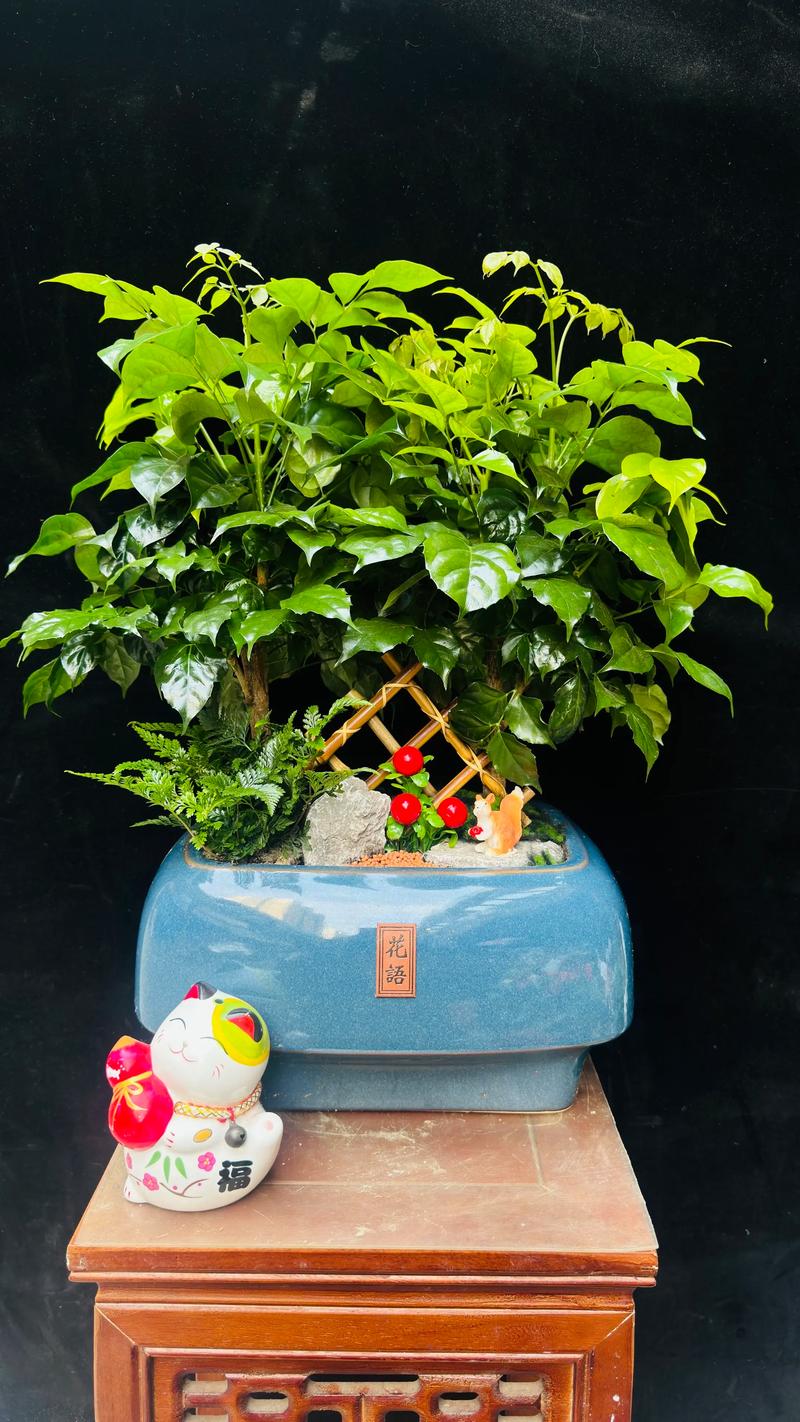 室内简易盆栽花卉市场前景如何？-第1张图片-吾爱花网