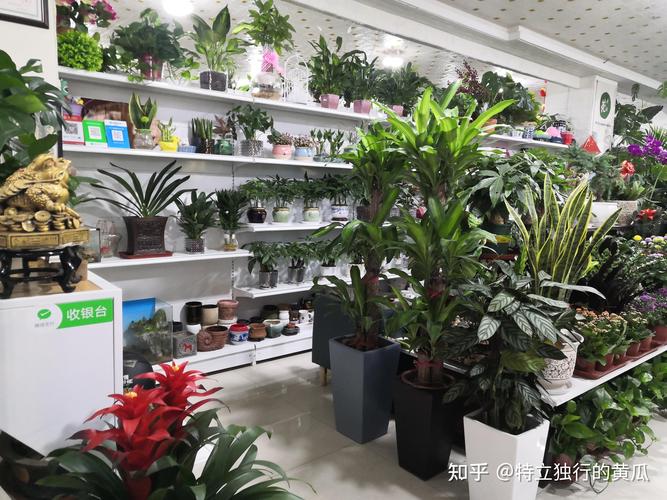 室内简易盆栽花卉市场前景如何？-第2张图片-吾爱花网