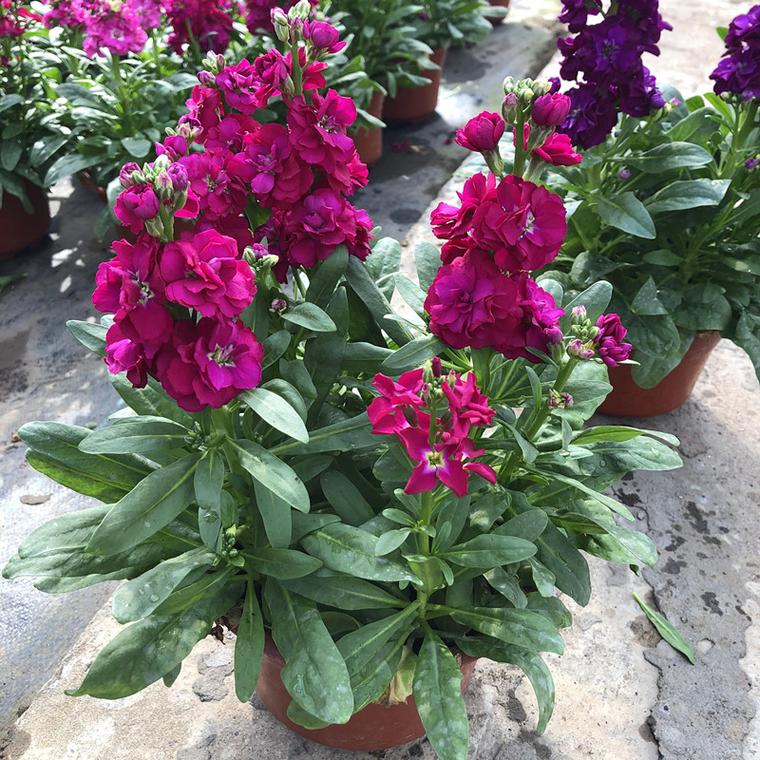 盆栽紫罗兰花适宜温度多少？-第3张图片-吾爱花网