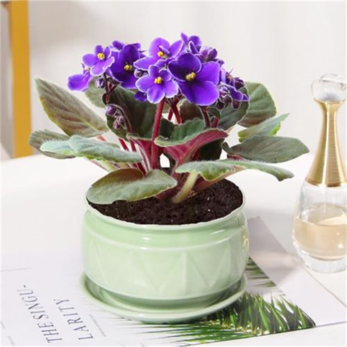 盆栽紫罗兰花适宜温度多少？-第1张图片-吾爱花网