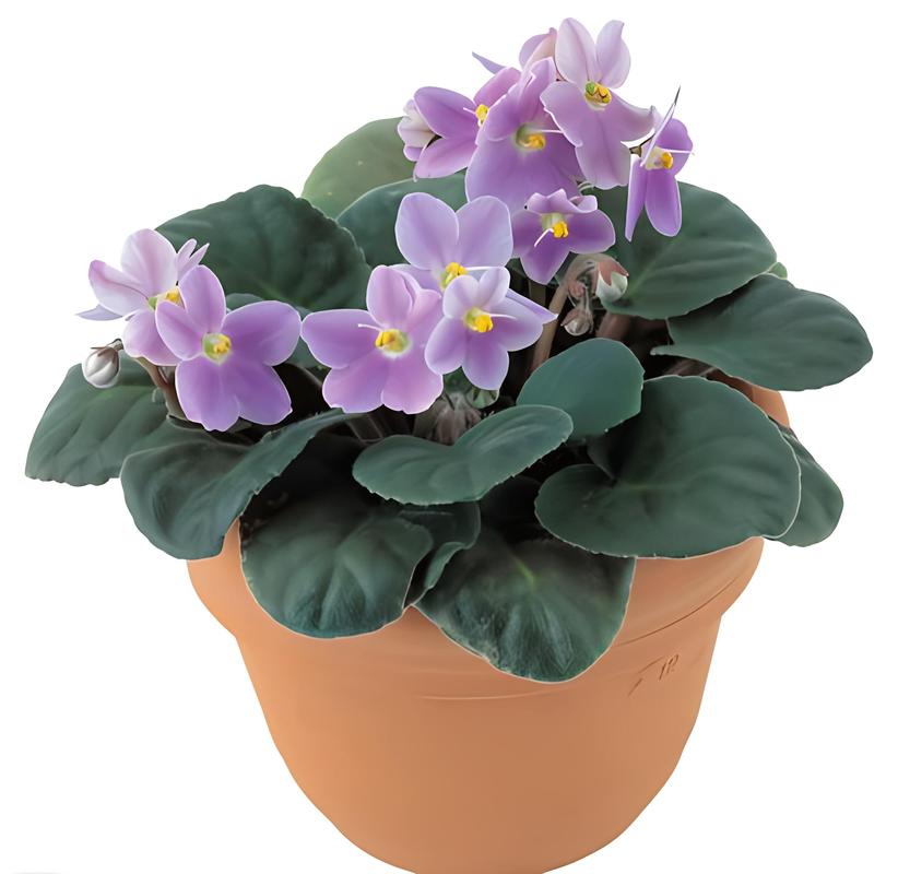 盆栽紫罗兰花适宜温度多少？-第2张图片-吾爱花网