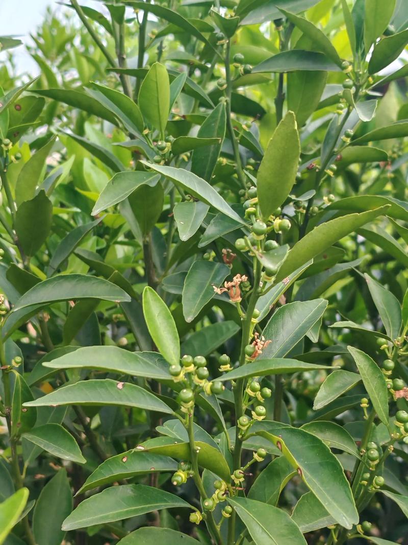 盆栽柑橘几年才能开花结果？-第2张图片-吾爱花网