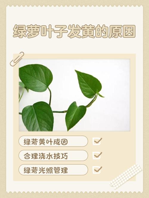 水培绿萝叶子为何发黄？-第3张图片-吾爱花网