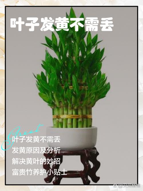 竹子盆栽杆发黄是什么原因？-第3张图片-吾爱花网
