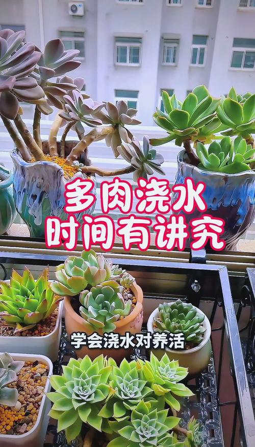 尿素施肥多肉，正确用法是什么？-第3张图片-吾爱花网