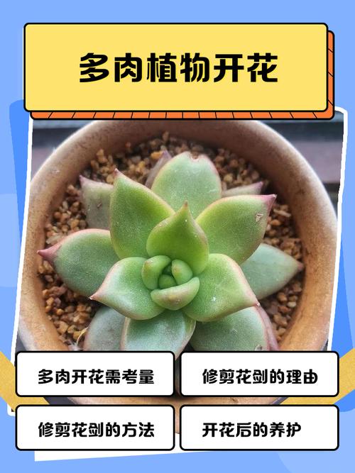 多肉开花哪个品种颜值最高？-第2张图片-吾爱花网