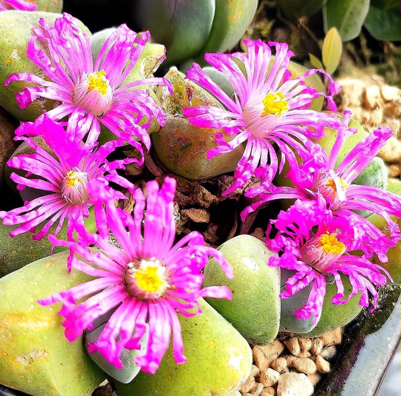 多肉开花哪个品种颜值最高？-第1张图片-吾爱花网