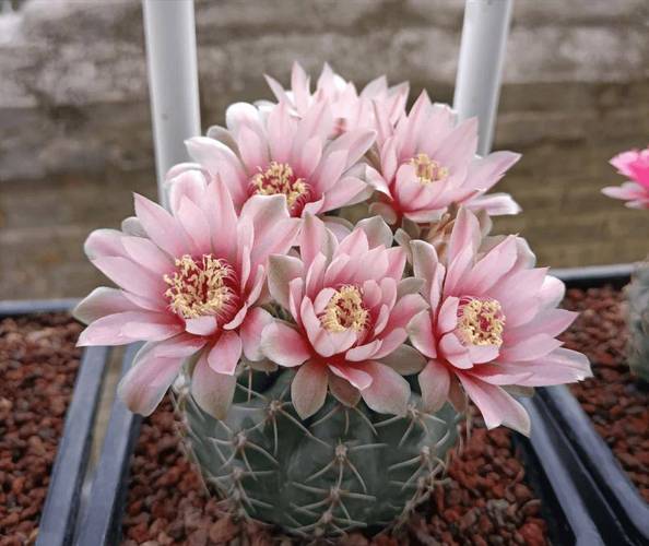 多肉开花哪个品种颜值最高？-第3张图片-吾爱花网