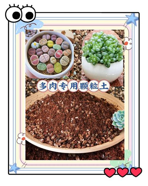 多肉出根多长能施肥？-第1张图片-吾爱花网