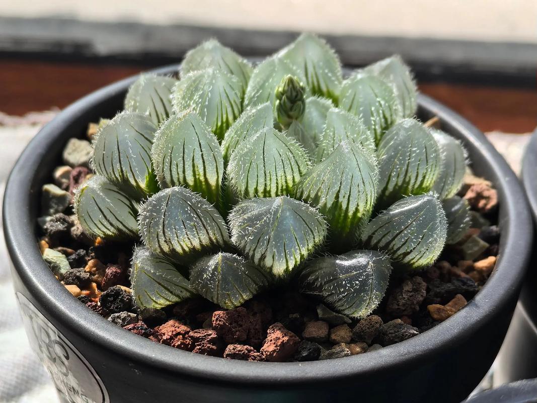 玉露配土有讲究？用什么土养才爆满？-第1张图片-吾爱花网