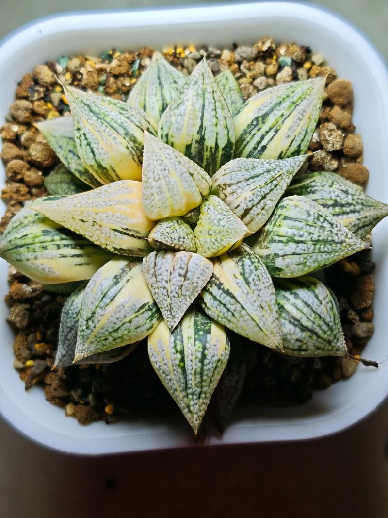 玉露配土有讲究？用什么土养才爆满？-第3张图片-吾爱花网