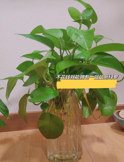 水培绿萝能剪根吗？剪后怎么养护？-第2张图片-吾爱花网