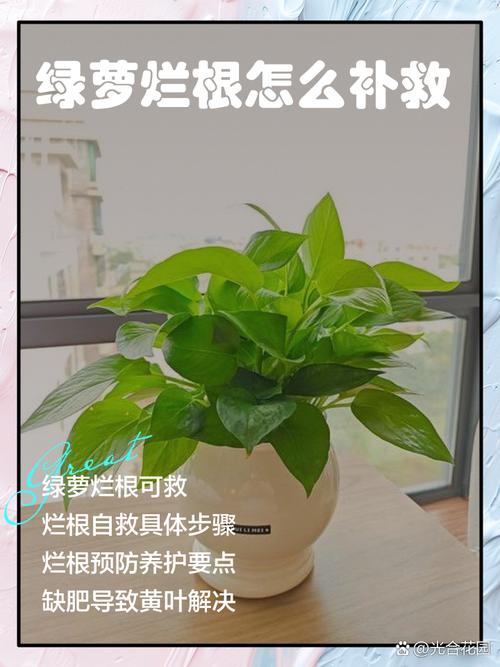 水培绿萝能剪根吗？剪后怎么养护？-第1张图片-吾爱花网